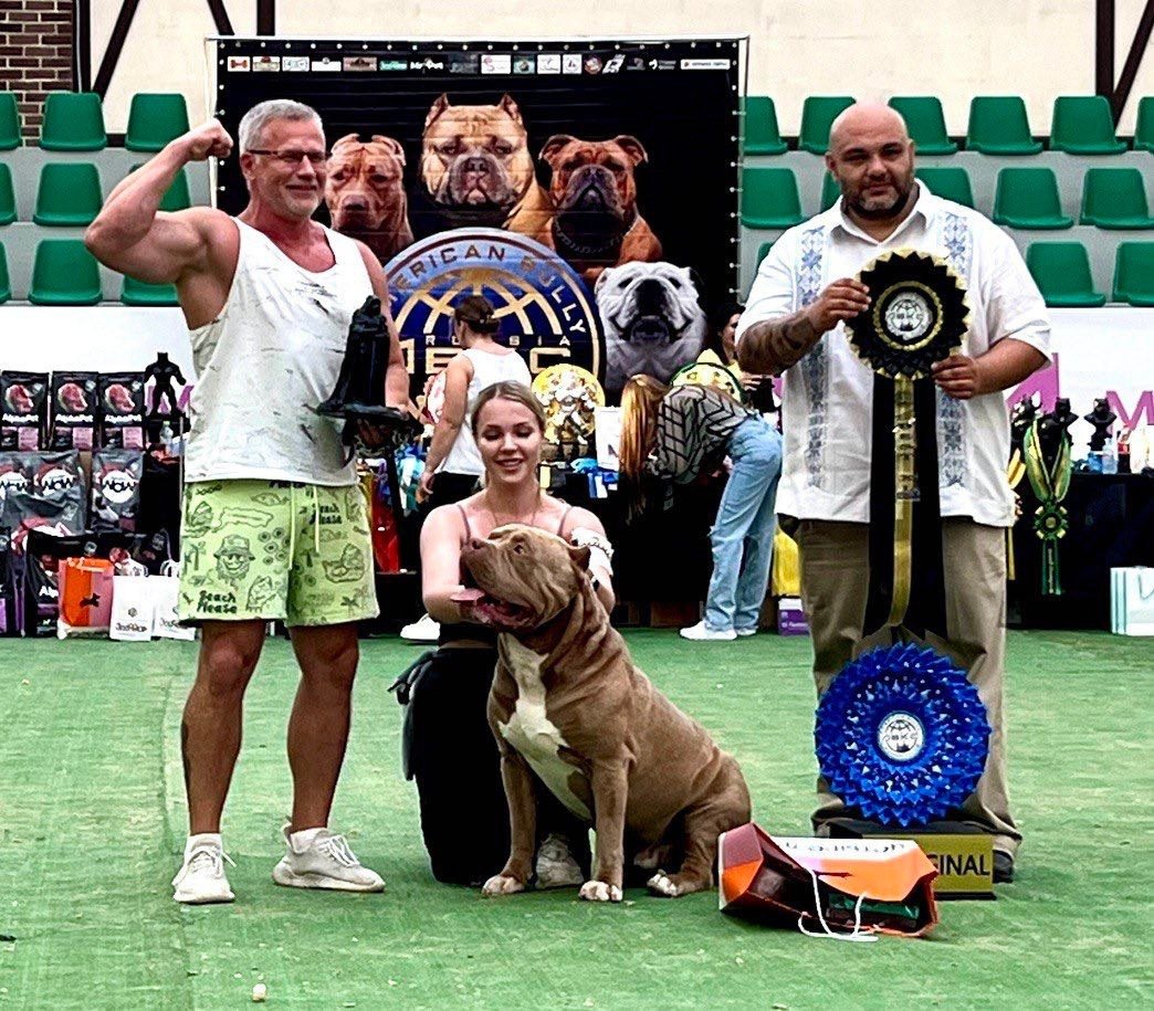 Хантер. Американские булли XL в г. Калининград. Питомник Great Bully UNIVERSE