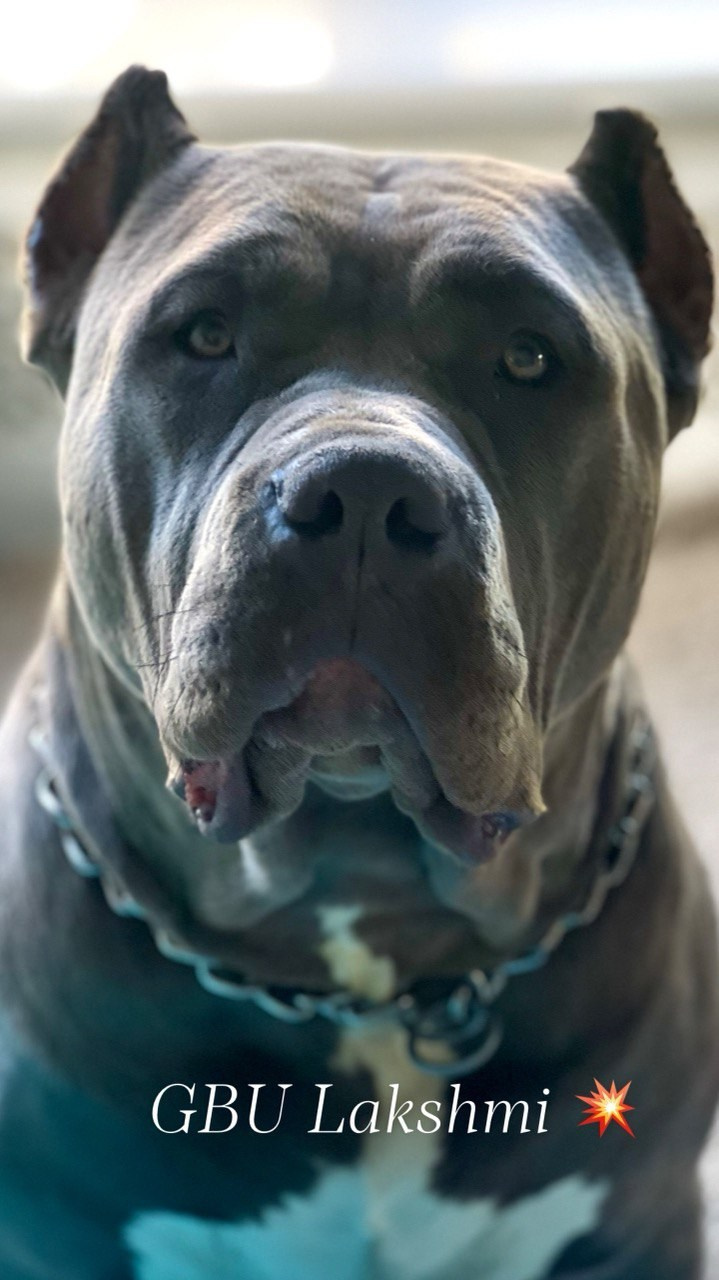 GBU Lakshmi. Американские булли XL в г. Калининград. Питомник Great Bully UNIVERSE