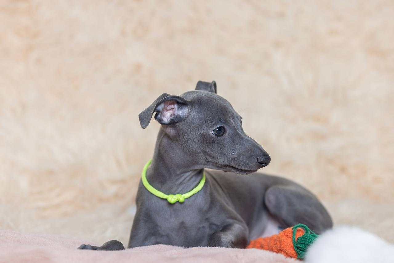 Angelo Celeste Laurus for Asti Sapphire. Профессиональный питомник левреток РКФ/FCI ASTI SAPPHIRE 💎 Сочи|Санкт-Петербург