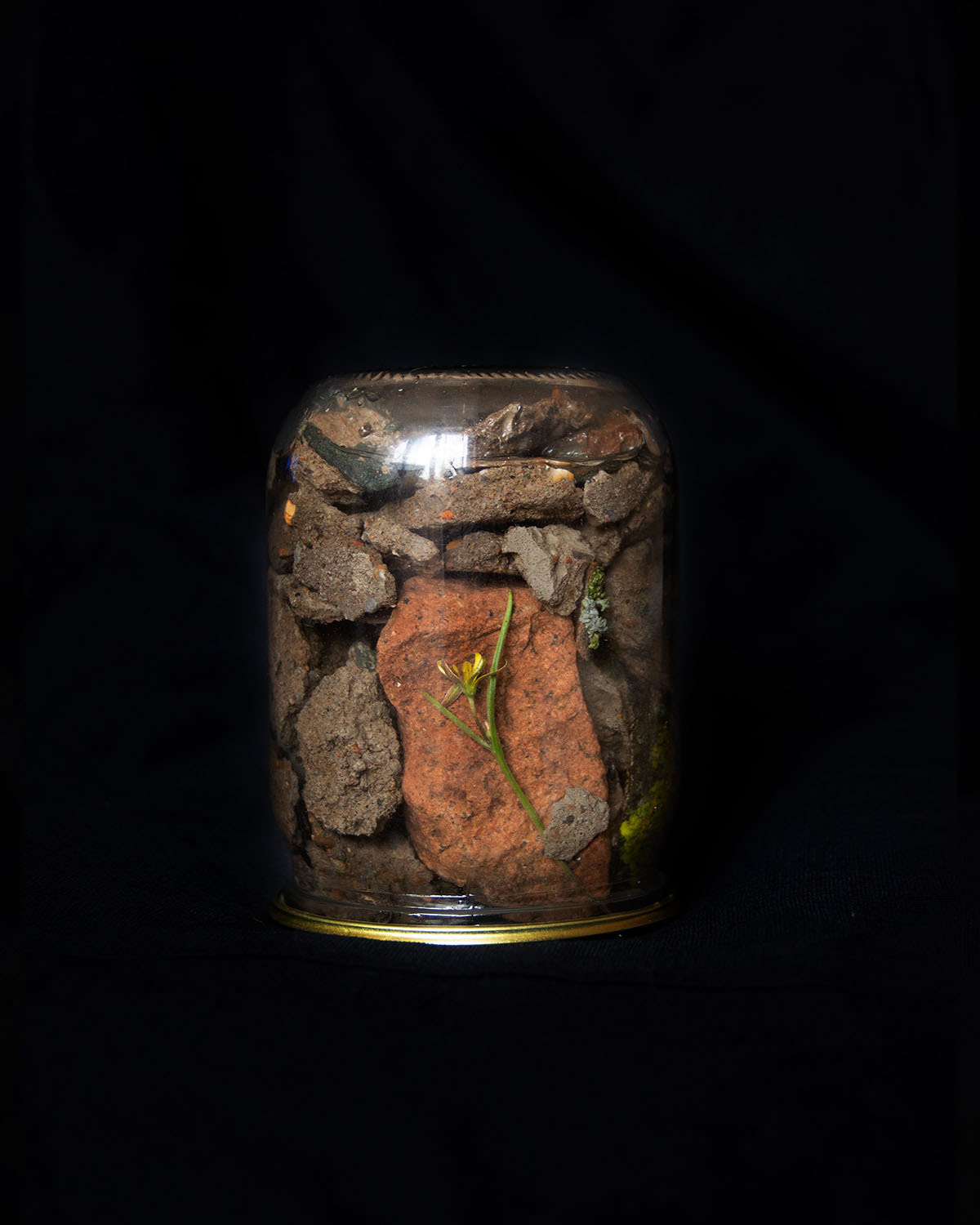 Дикая планета с 20 мая по 20 июля 2022