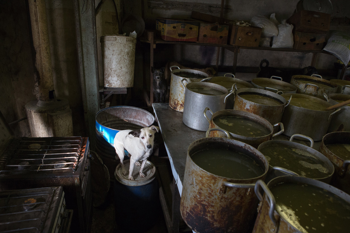 Dora. A dog shelter in Voronezh, Russia. Documentary photographer Olga Kardashova