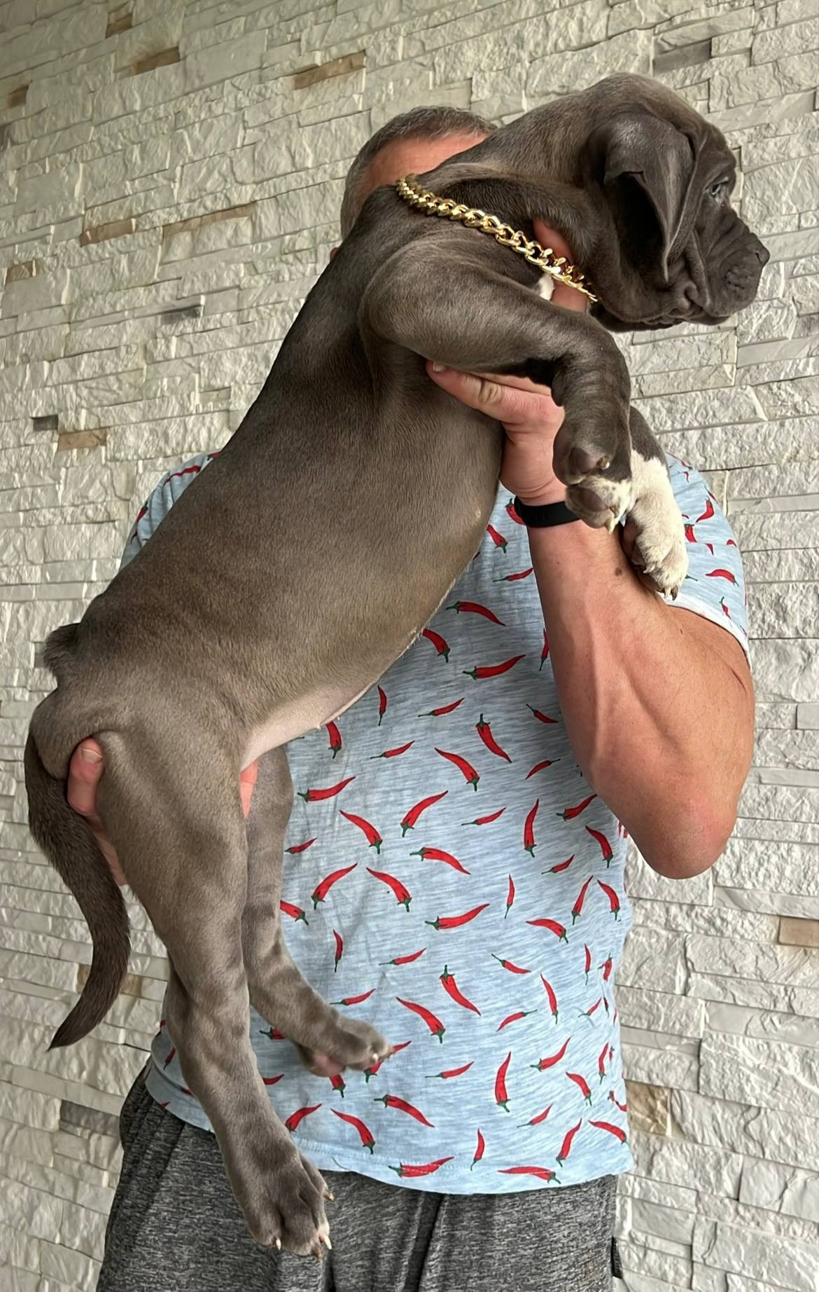 Все свободные щенки. Американские булли XL в г. Калининград. Питомник Great Bully UNIVERSE