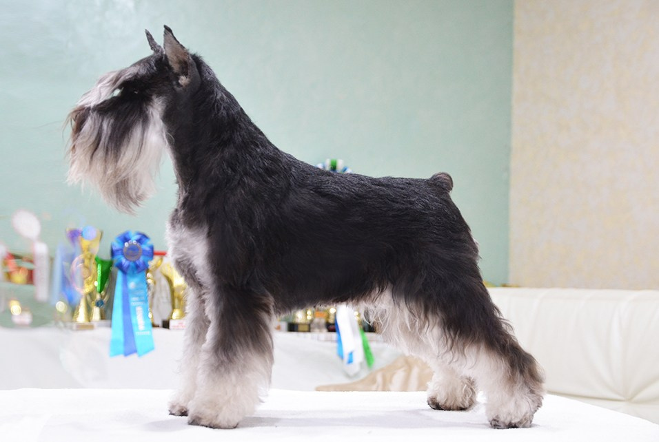 #delinsobalance #цвергшнауцер #питомникцвергшнауцеров #цвергшнауцерыбеларуси #питомникцвергшнауцеровбеларусь