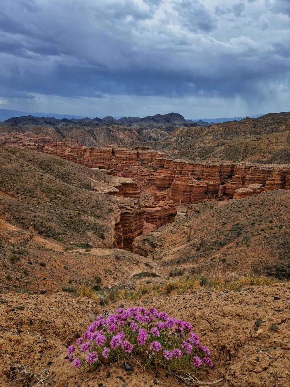Пейзаж Чарынского каньона в Алматинской области в Казахстане с характерными оранжево-коричневыми скалами, уходящими вдаль. На переднем плане видна яркая гроздь фиолетовых цветов, выделяющихся на фоне сухой земли. Небо покрыто тёмными грозовыми облаками, добавляющими драматичности к виду. Вдали виднеются горные хребты.
