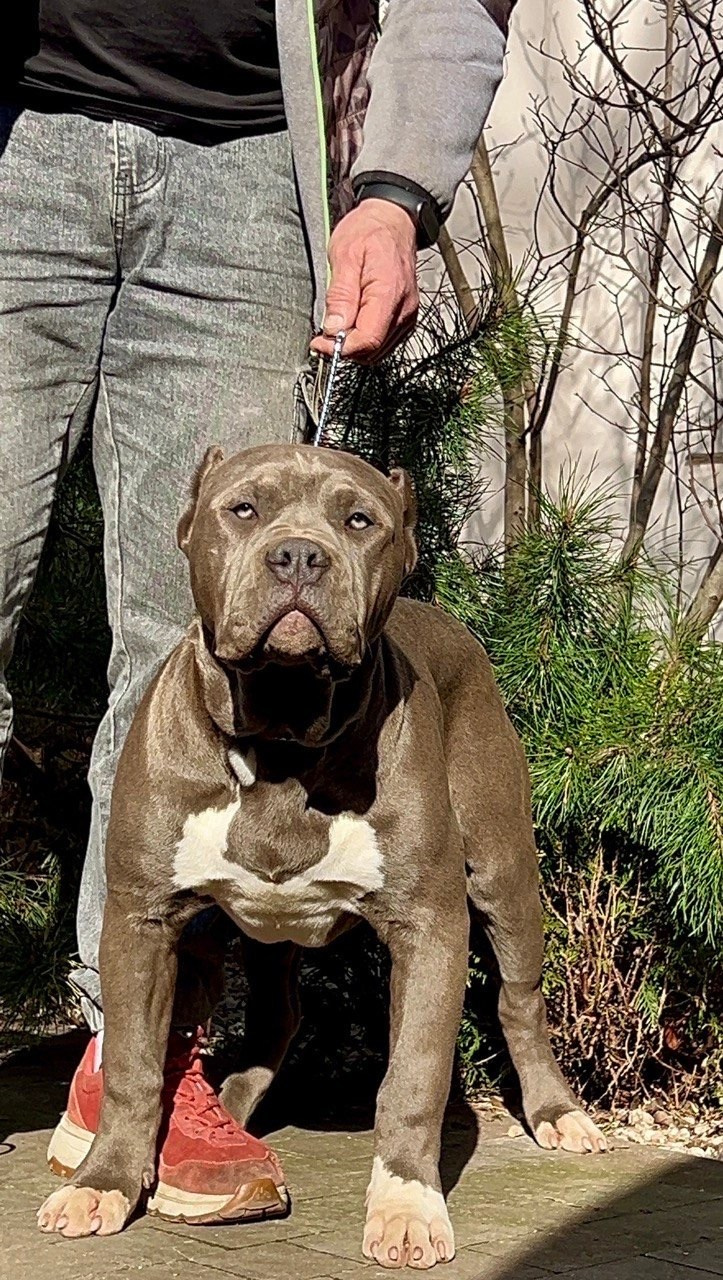 Все свободные щенки. Американские булли XL в г. Калининград. Питомник Great Bully UNIVERSE