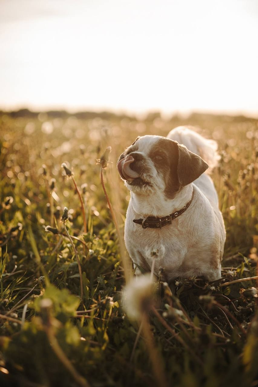 Старт с 0. Фотограф — Анималист | Санкт-Петербург