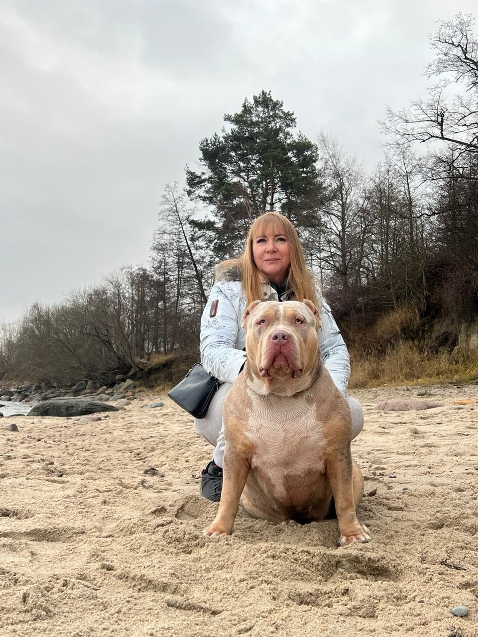 BBK’s Amber. Американские булли XL в г. Калининград. Питомник Great Bully UNIVERSE