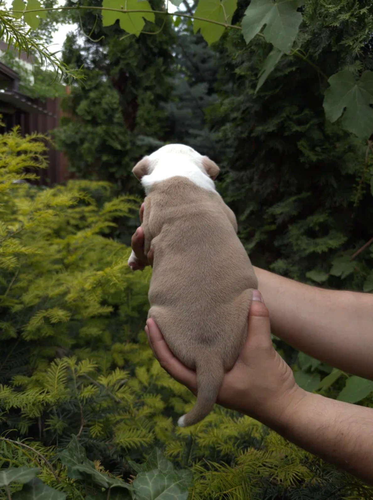 Помет Каспер и Адель. 08.05.25. Американский Булли в г. Ростов-на-Дону. Питомник THE POWER OF SIBERIA
