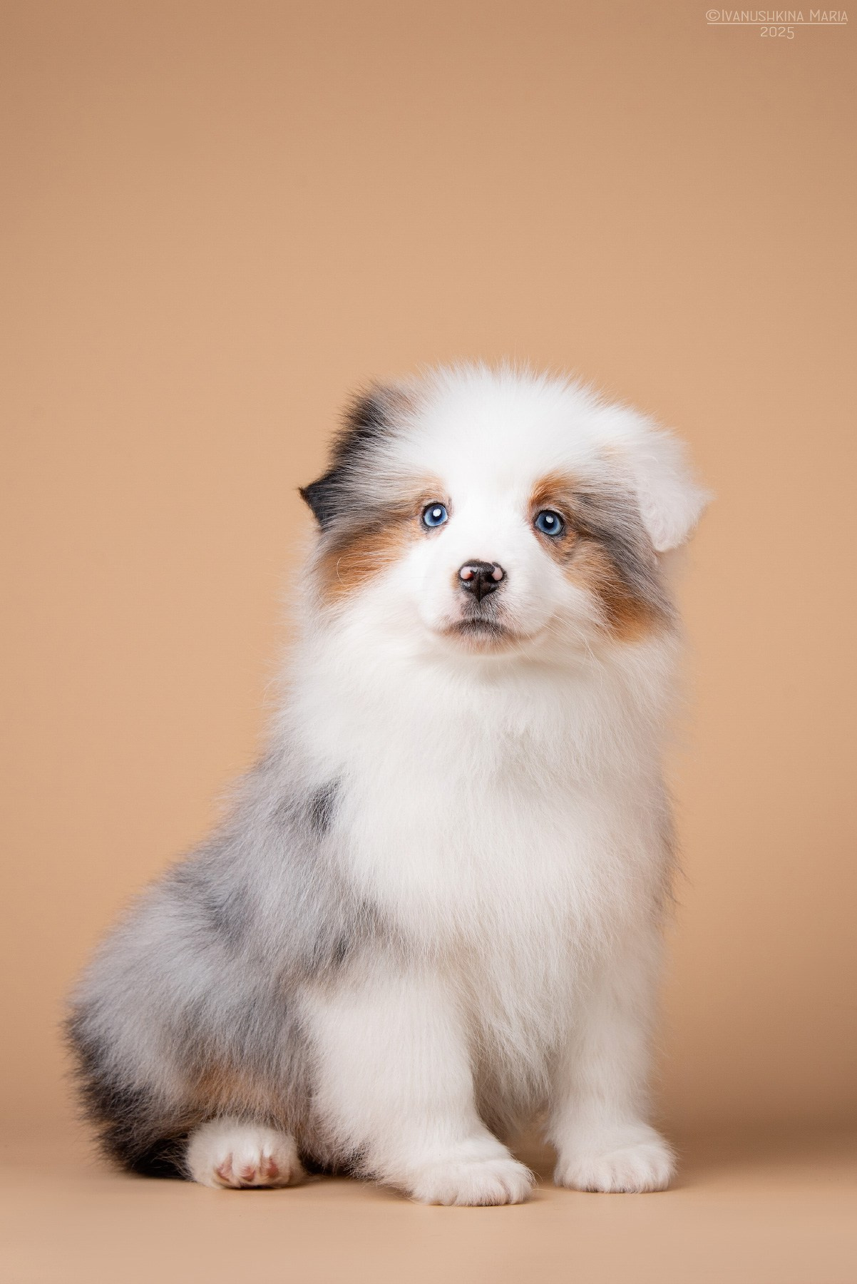 Фотосессия щенков на фонах. Фотограф собак в Москве и Московской области Иванушкина Мария