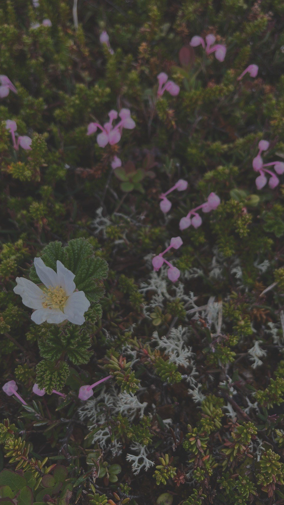 Мини-разбор: Энергия рода и энергия карьеры на периоды жизни. Организация и координация свадебных и семейных торжеств