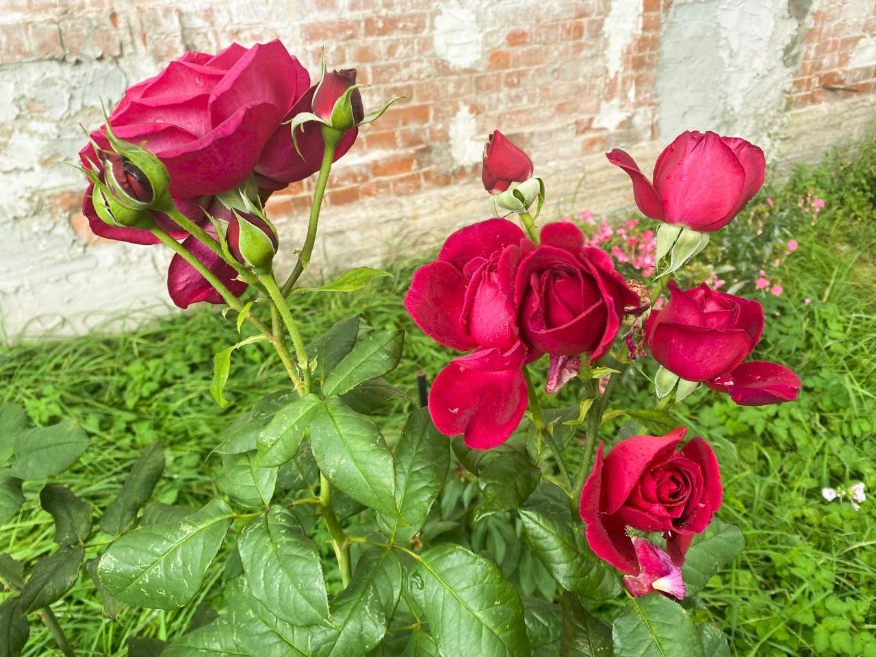 Новости. Дом Шрёдера