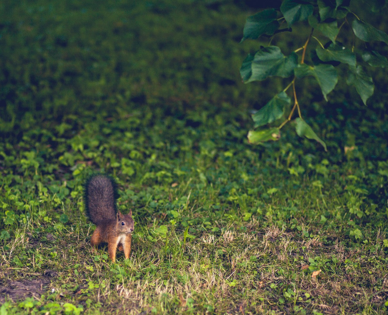 Мероприятия. Свадебный фотограф Юлия Шторм