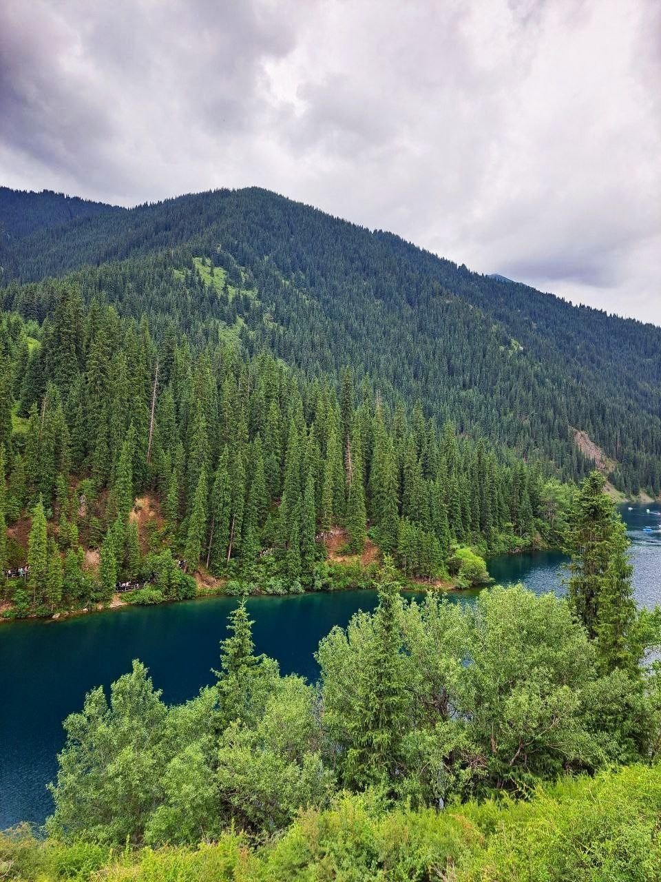 Густой хвойный лес на склонах гор, спускающихся к глубокому синему озеру Кольсай. На переднем плане видны ярко-зеленые кусты и деревья. Небо затянуто облаками, создавая слегка пасмурную, но спокойную атмосферу.