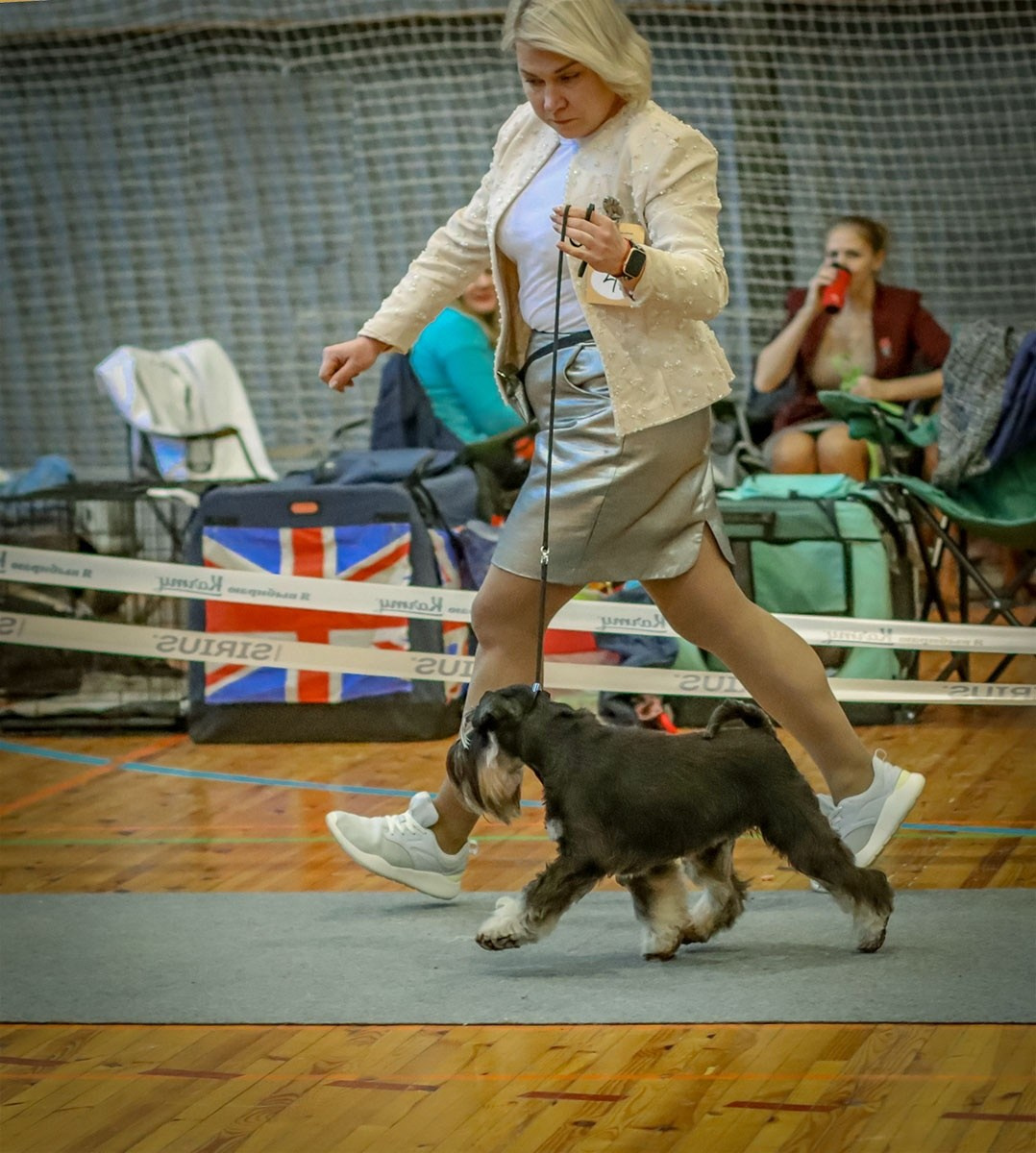 Гелик/ Delinso Balance Enamorado De-Ti. Питомник цвергшнауцеров в Беларуси «Делинсо Бэлэнс»