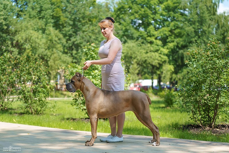 Собаки производители. Кане Корсо Лайф, щенки породы Кане Корсо, г. Москва