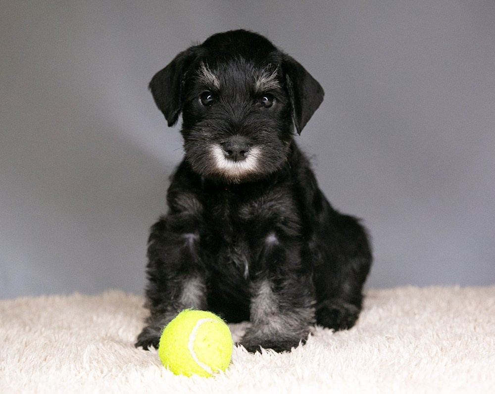 Щеночек предлагается! Юдай/ Делинсо Бэлэнс Юдай Гин-Куро/ Delinso Balance Yudai Gin-Kuro