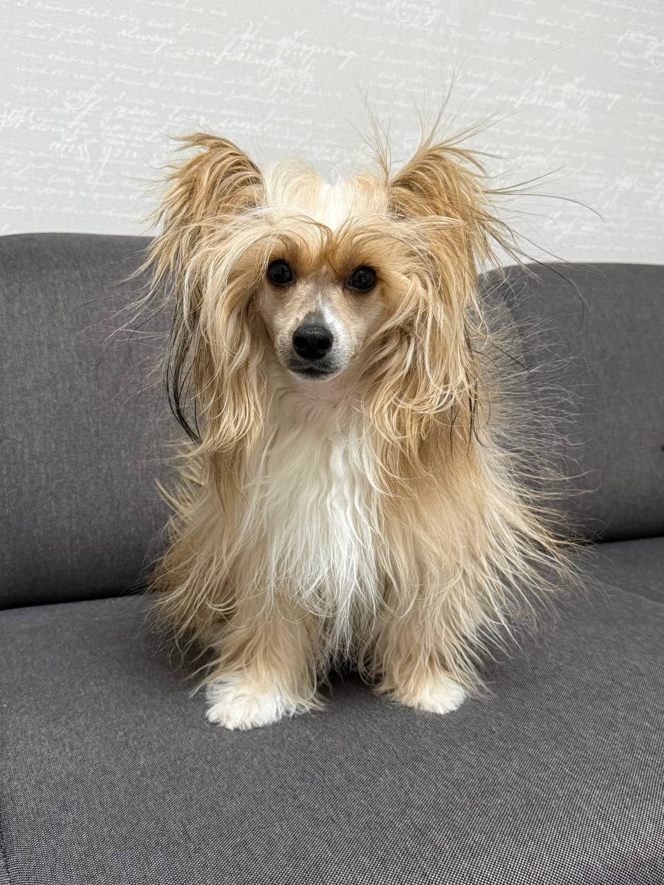 Электризуется и потом ходит раздает разряды