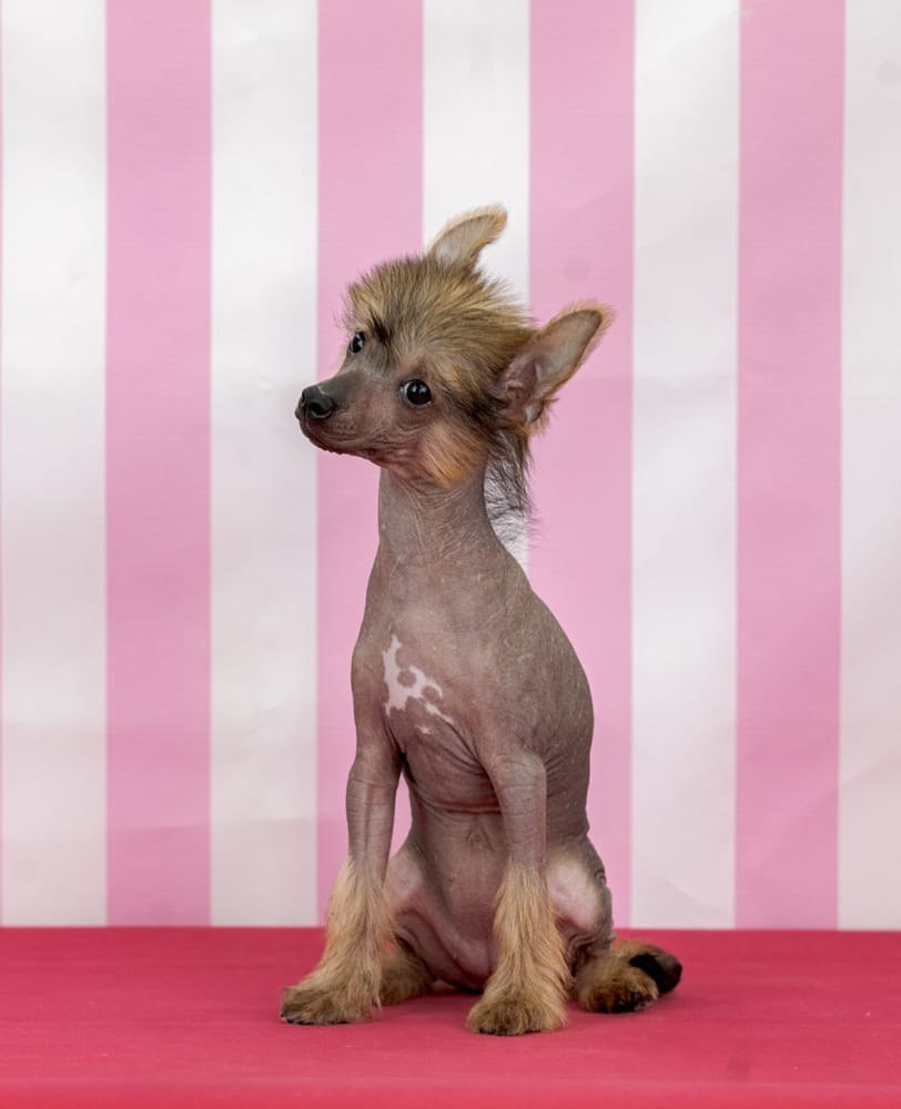 Ashantal Emmanuel Poale Ell. Chinese Crested Dog Kennel Poale Ell