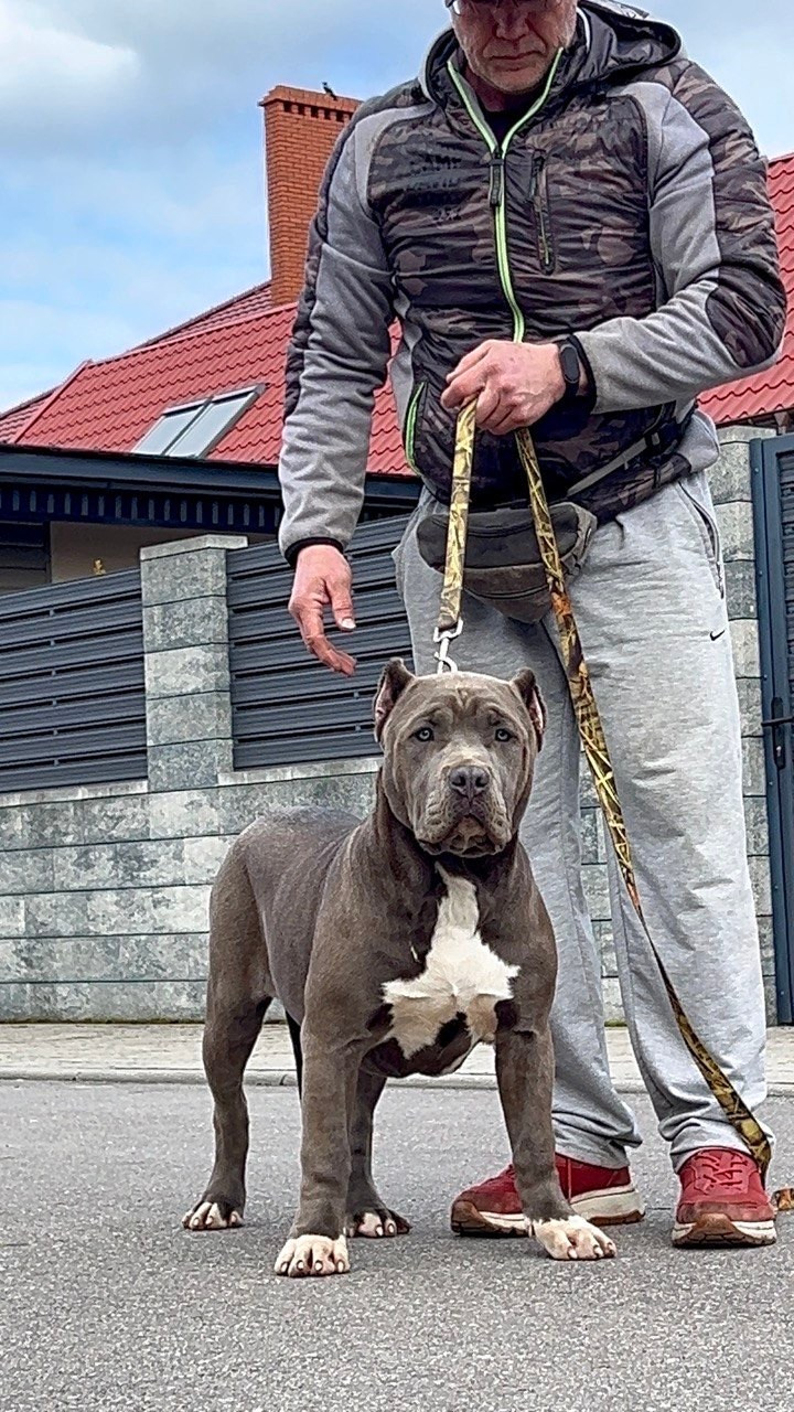 Все свободные щенки. Американские булли XL в г. Калининград. Питомник Great Bully UNIVERSE