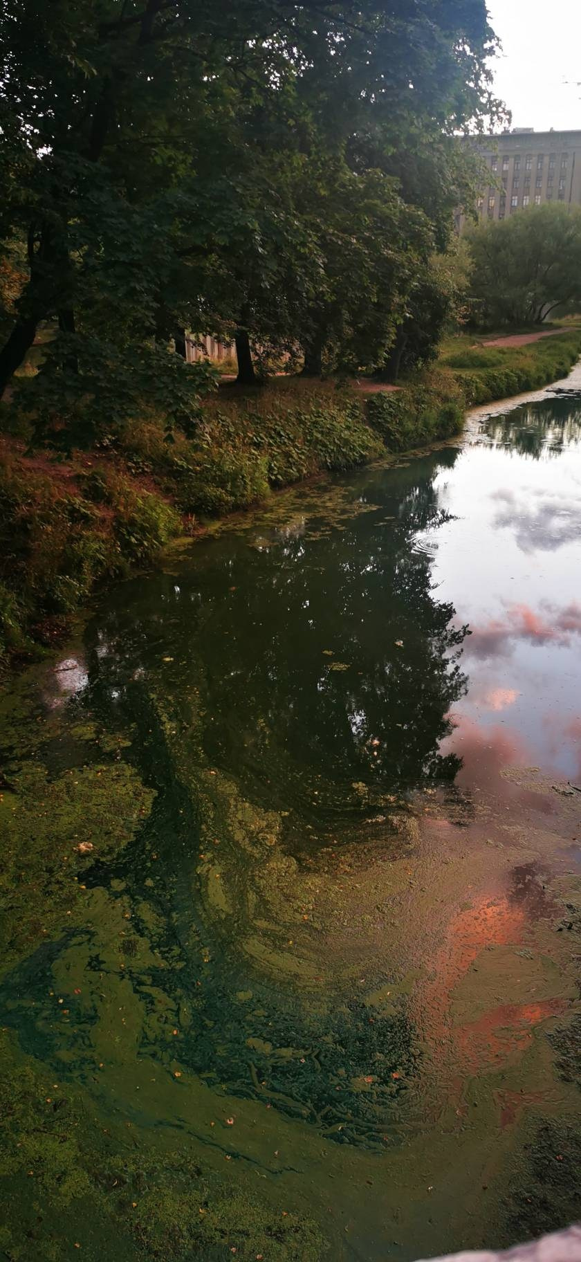 Старый пруд в парке лефортово