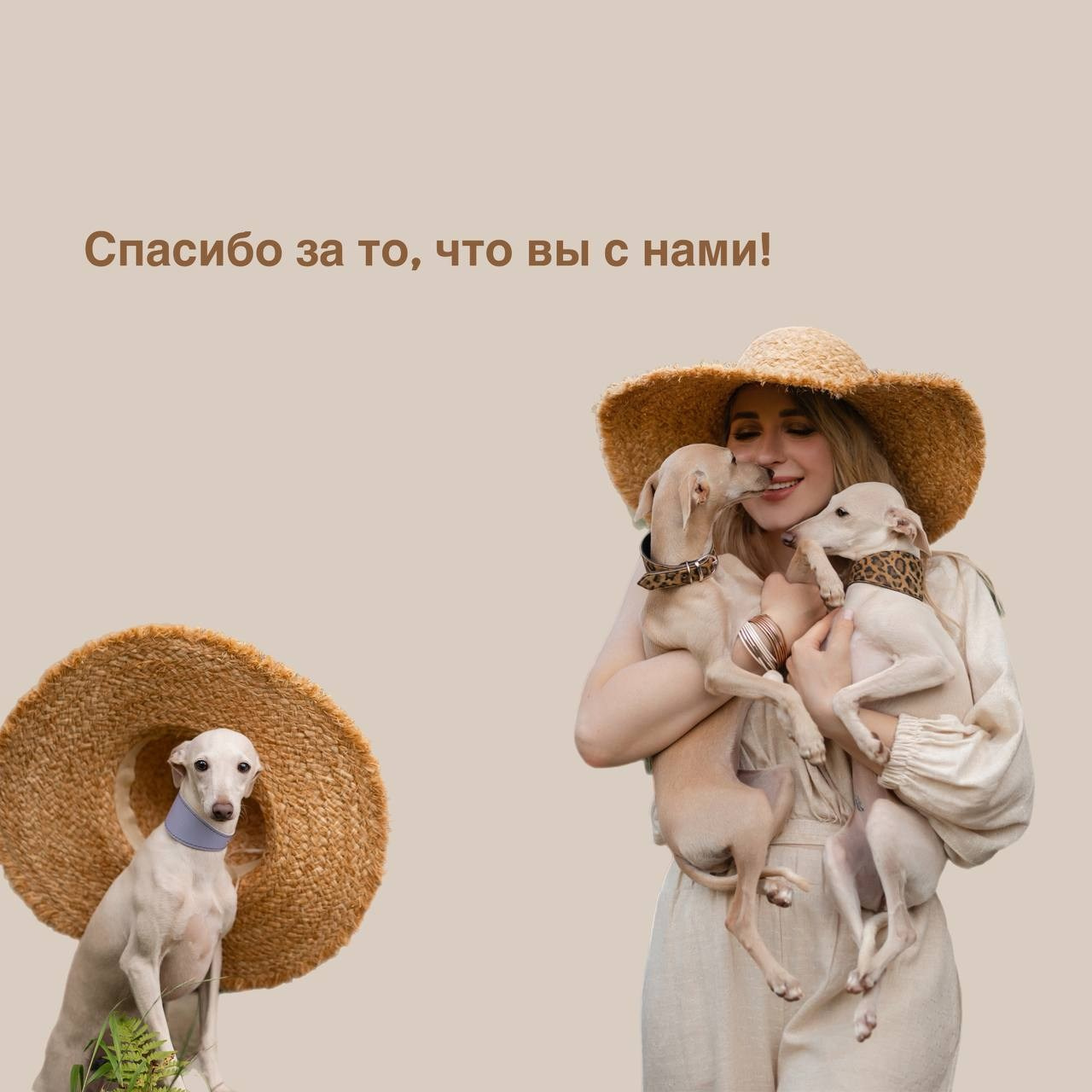 Итоги февраля. Профессиональный питомник левреток РКФ/FCI ASTI SAPPHIRE 💎 Сочи|Санкт-Петербург