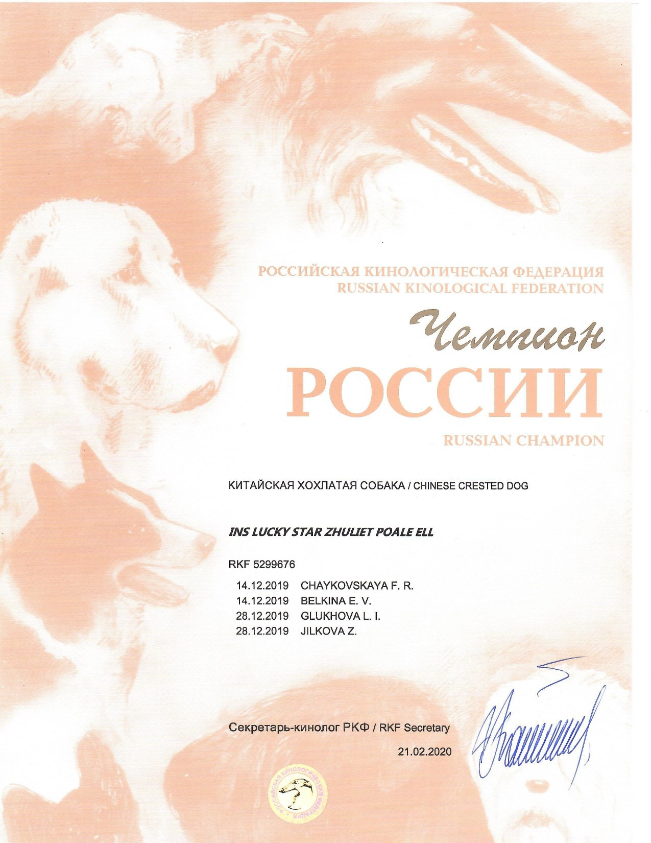 Ins Lucky Star Zhuliet Poale Ell. Питомник китайских хохлатых собак Poale Ell: купить щенка