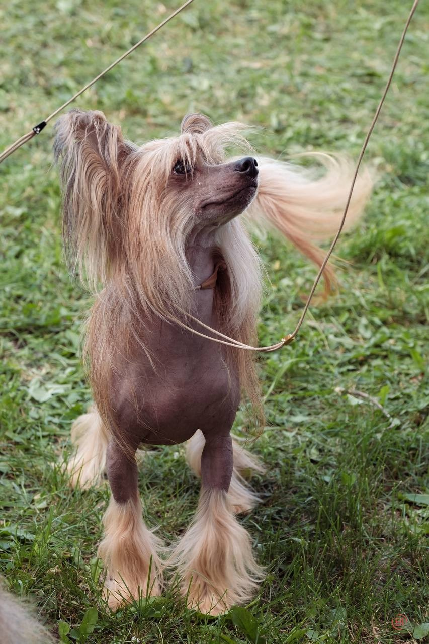 Poale Ell Cooper. Chinese Crested Dog Kennel Poale Ell