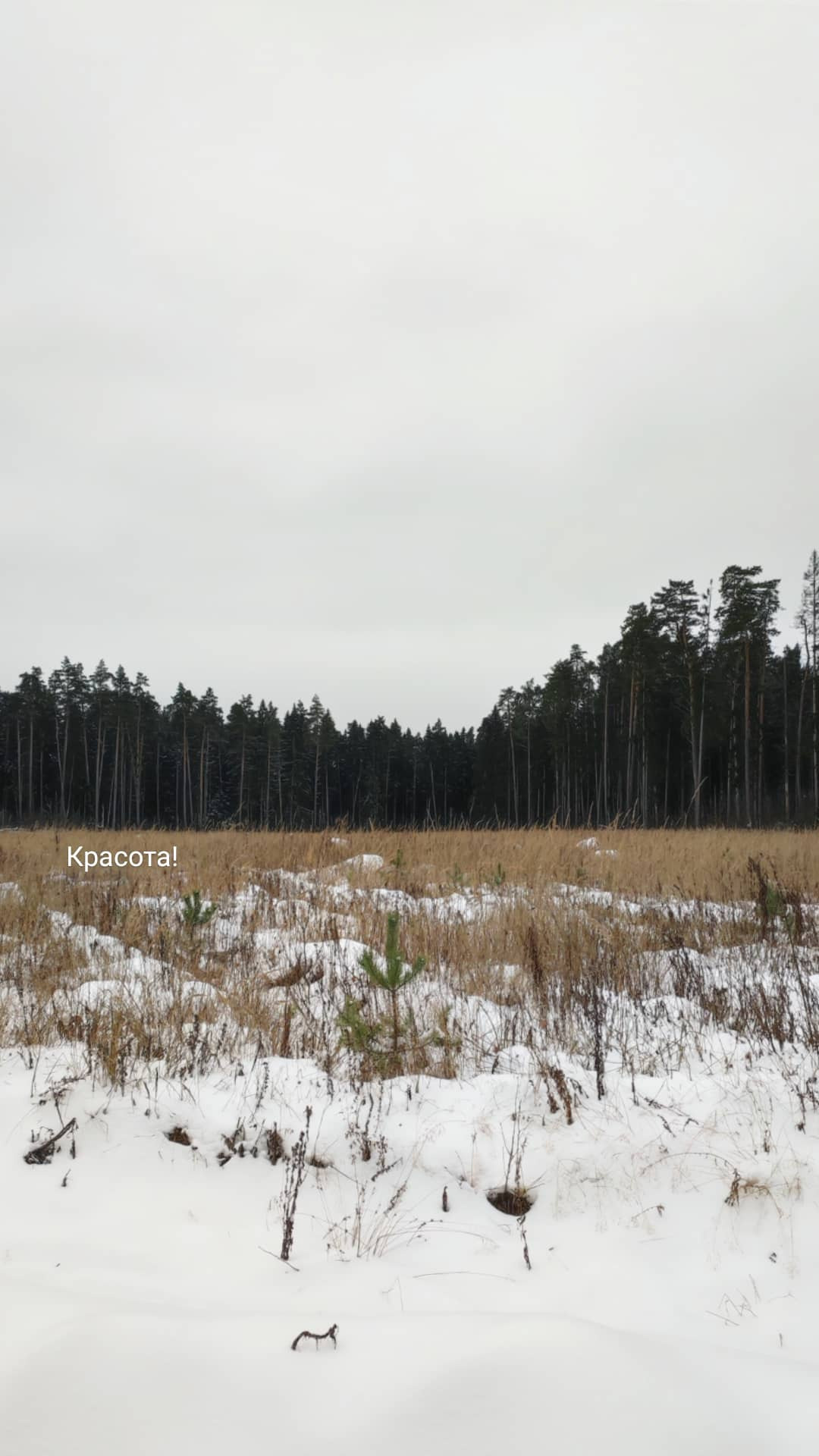 Хочу новогодние фотографии