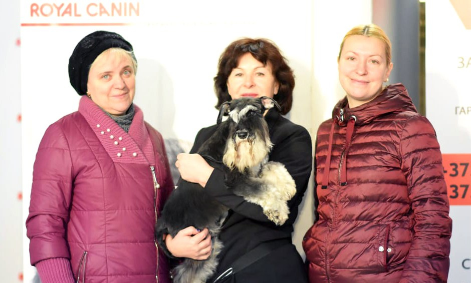 Майбах/Delinso Balance Argyris. Питомник цвергшнауцеров в Беларуси «Делинсо Бэлэнс»