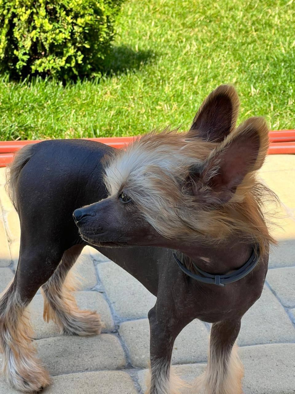 Poale Ell Gloria 3 months 24 days.