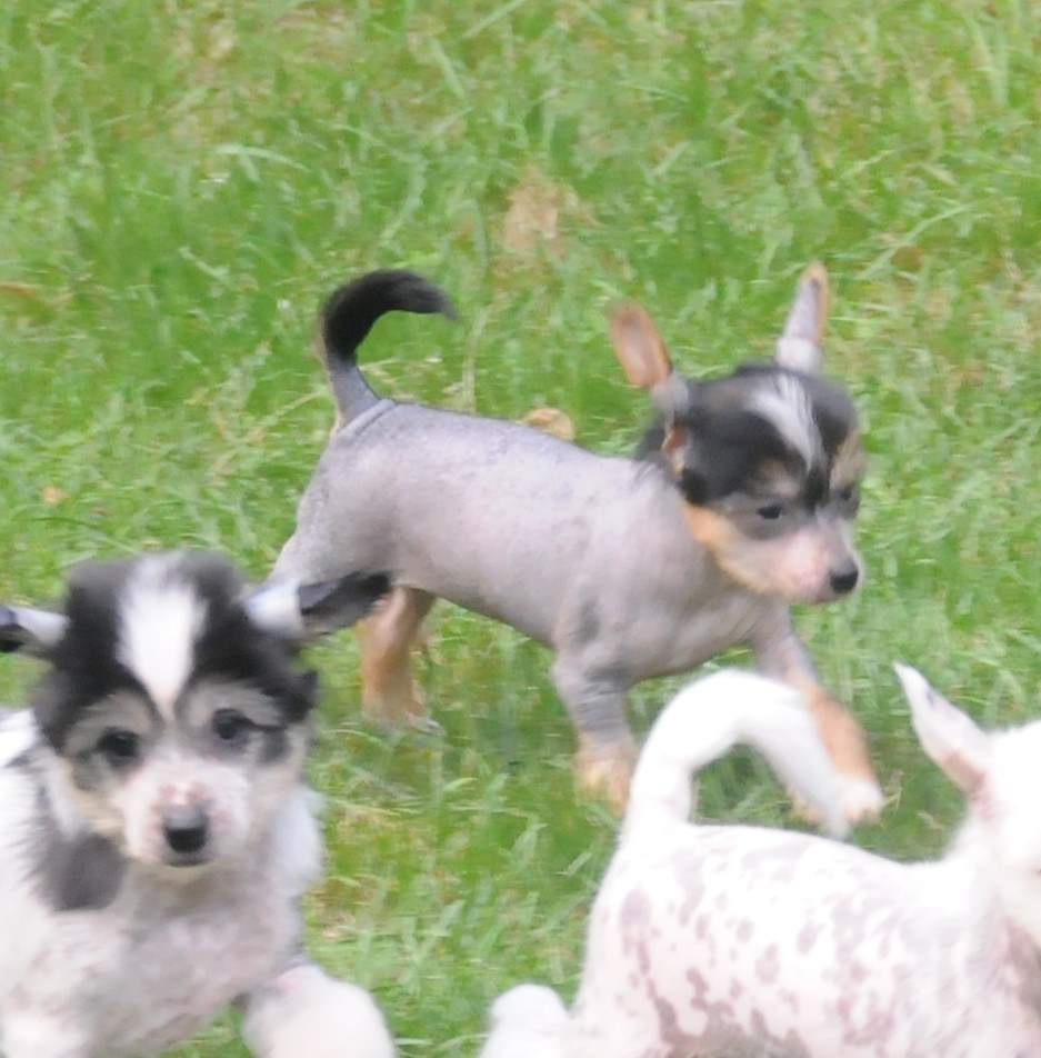 Sasquehanna Ella. Poale Ell Chinese Crested Dog Kennel: Buy a puppy from the kennel