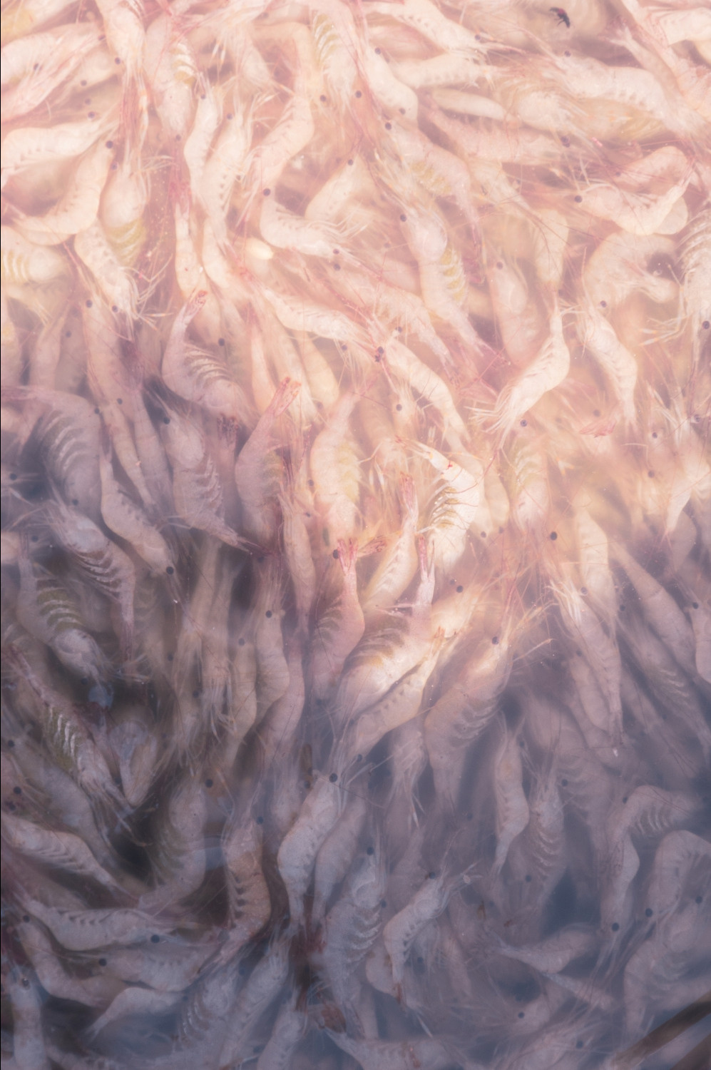 Выставка ''There are no miracles to come'' с 11 января по 11 февраля 2