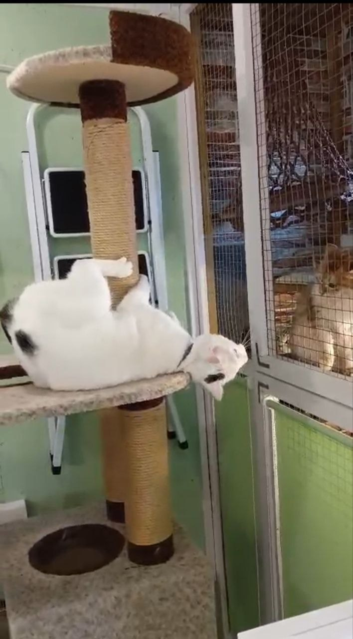 Бося — преображение скромника в активного парня. Гостиница для кошек Усики и хвостики, Красноярск