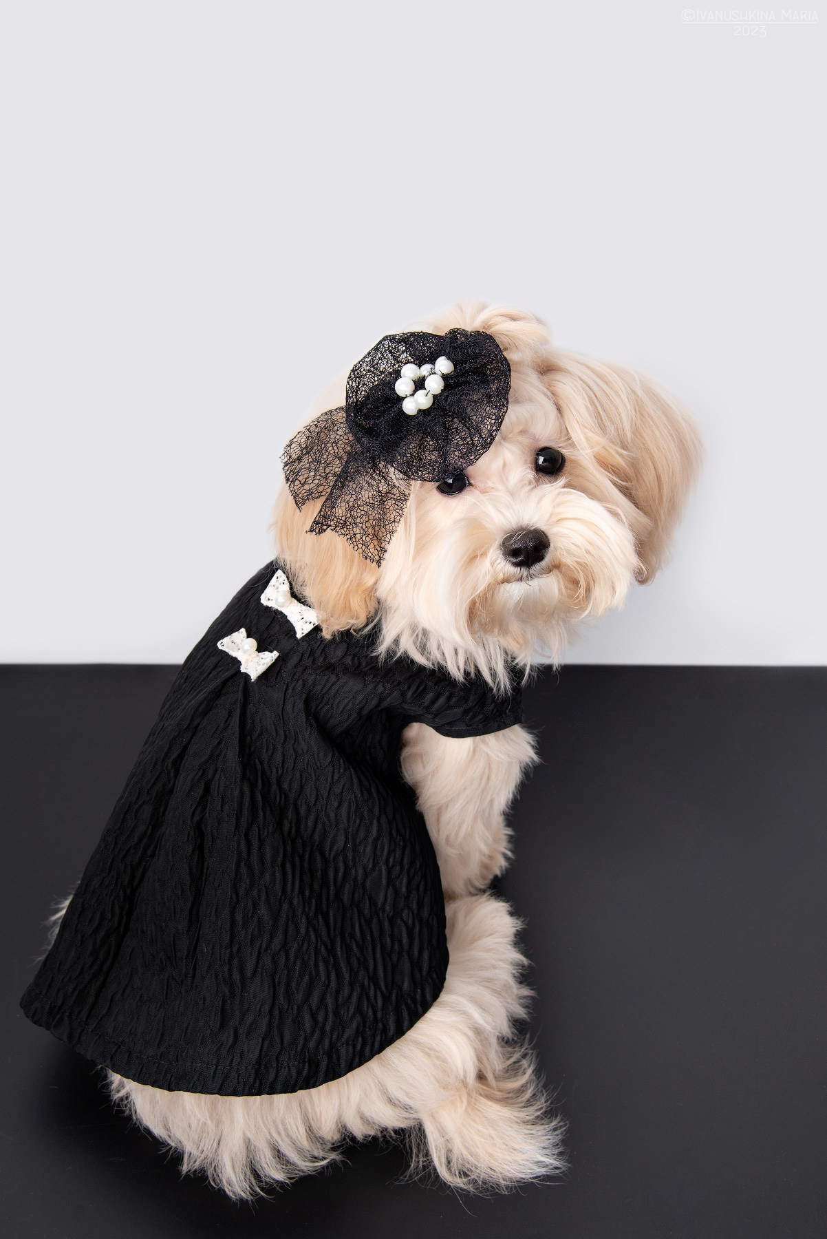 Съемки в интерьерных студиях. Фотограф собак в Москве и Московской области Иванушкина Мария