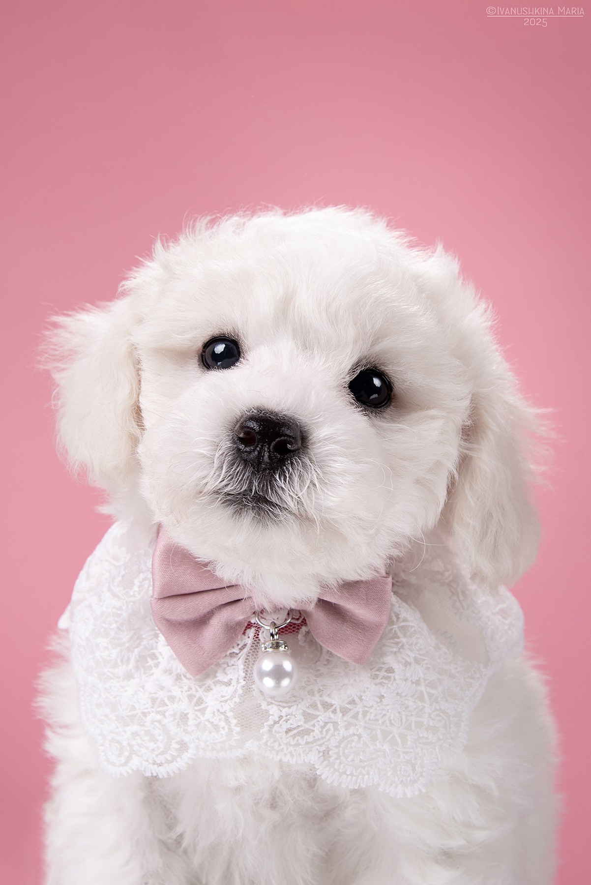 щенок бишон фризе