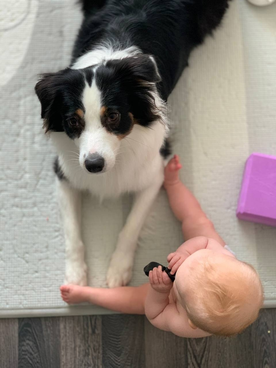 Ива. BLGKV питомник собак