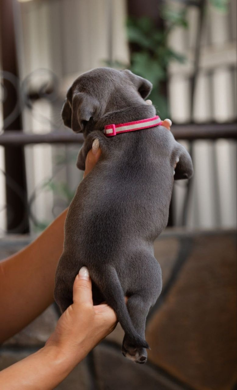 купить щенка American Bully в Волгограде