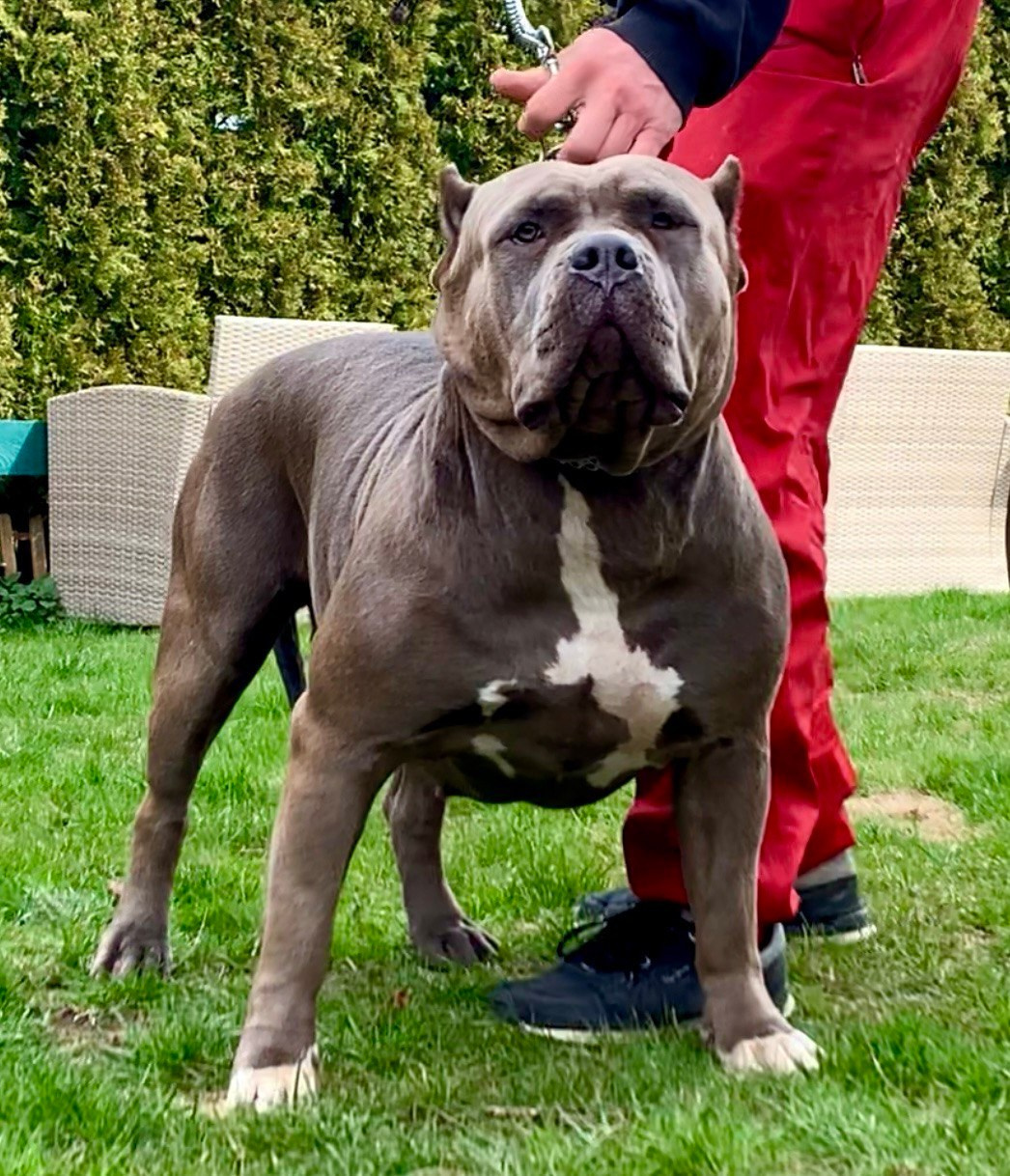 Квини. Американские булли XL в г. Калининград. Питомник Great Bully UNIVERSE