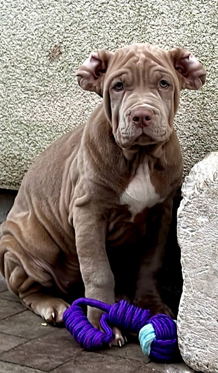 Все свободные щенки. Американские булли XL в г. Калининград. Питомник Great Bully UNIVERSE