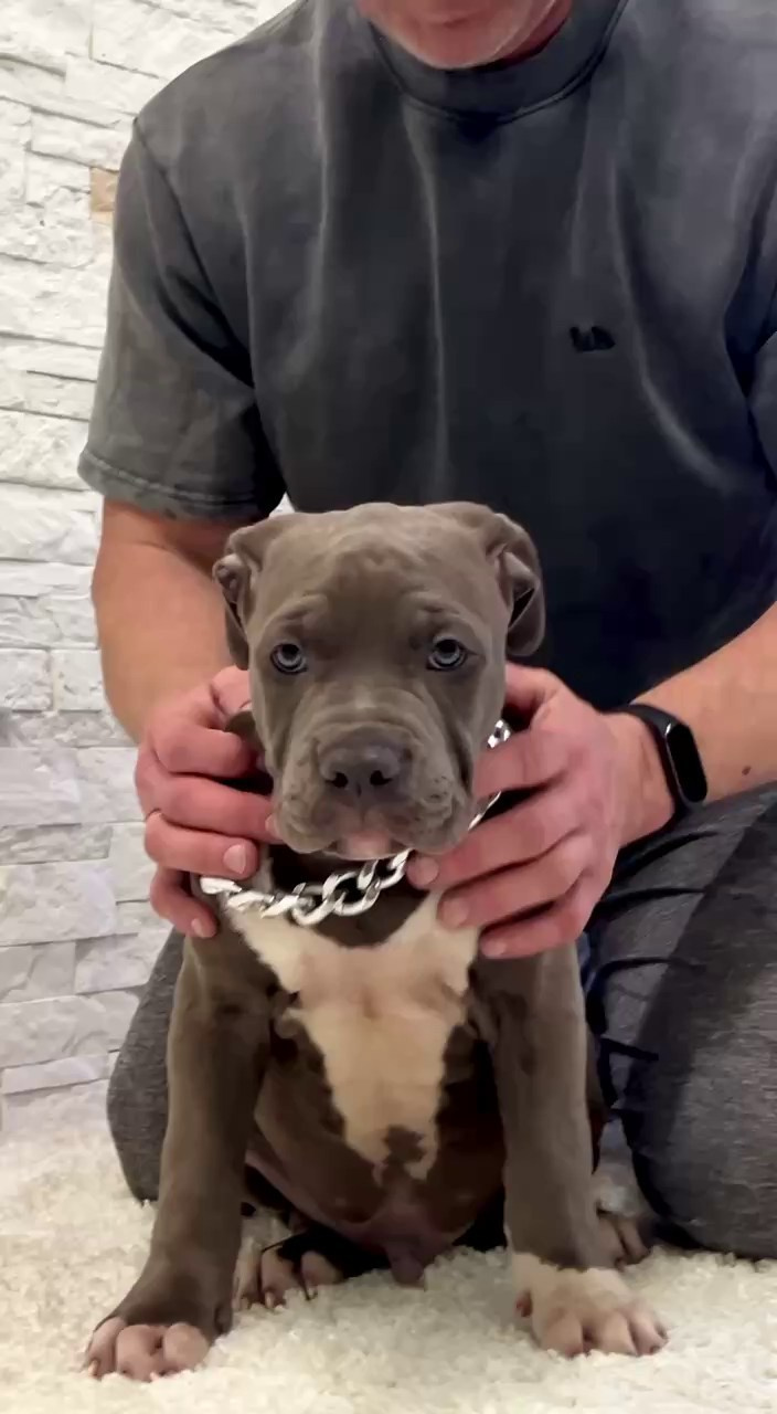 Все свободные щенки. Американские булли XL в г. Калининград. Питомник Great Bully UNIVERSE