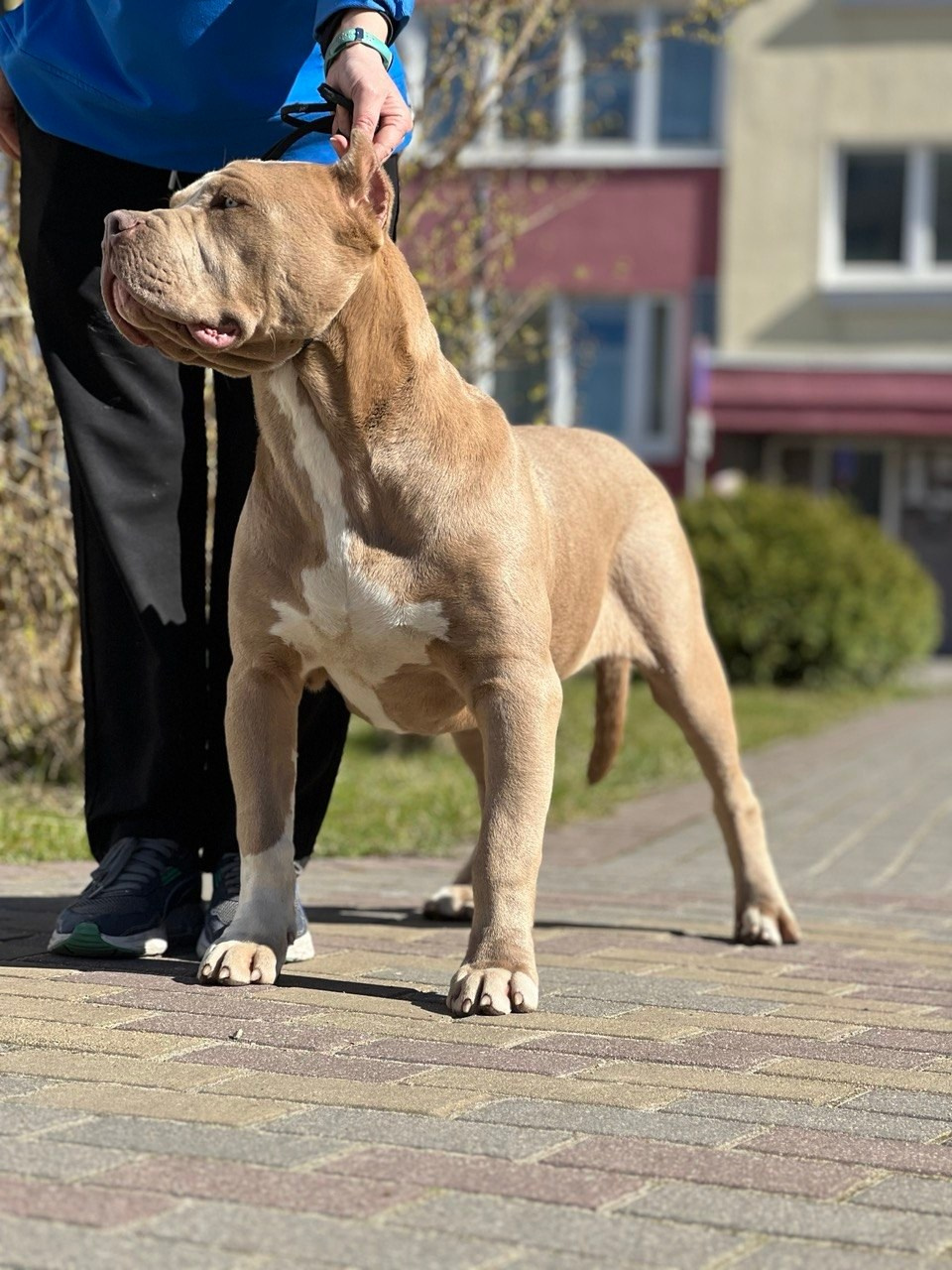 Все свободные щенки. Американские булли XL в г. Калининград. Питомник Great Bully UNIVERSE