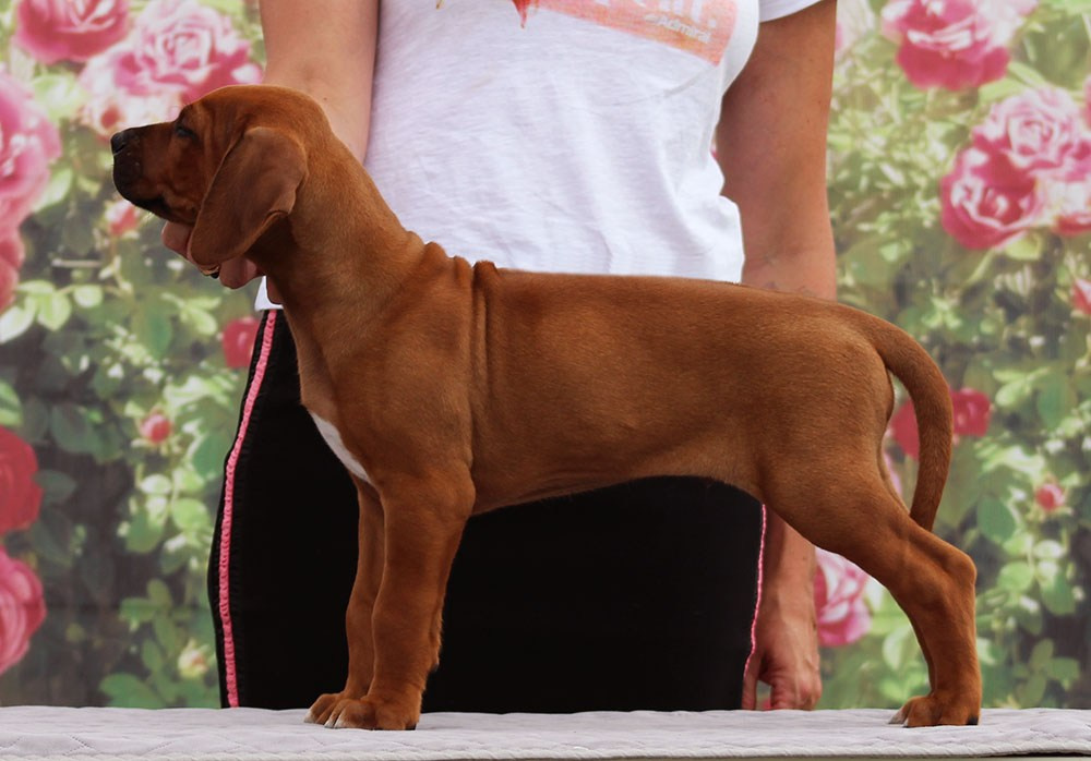 Помет Hakuna Matata. Родезийские Риджбеки в Санкт-Петербурге