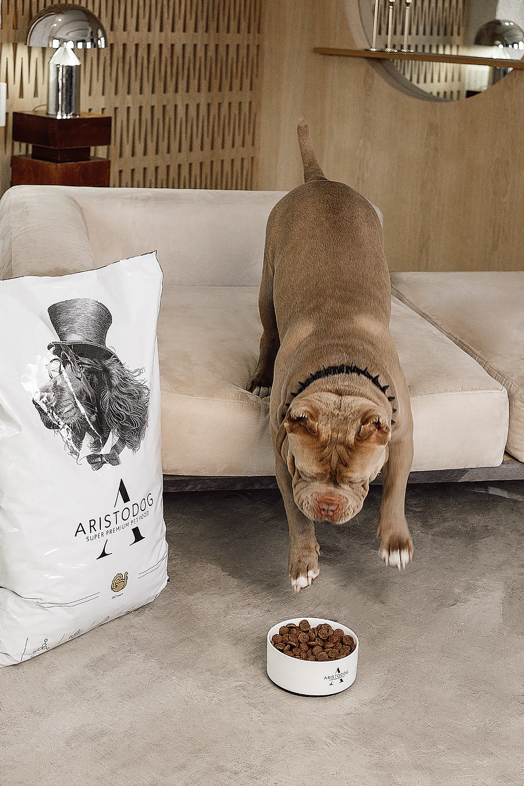 ARISTODOG. Фотограф и видеограф Анна Жагорина