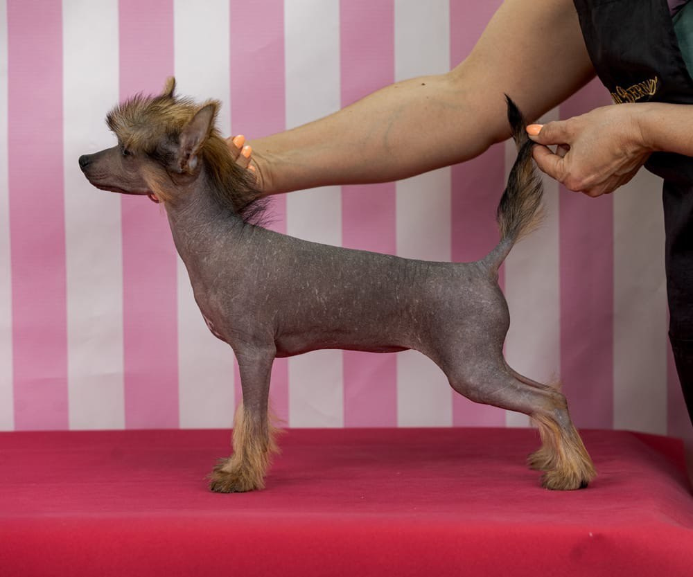 Ashantal Emmanuel Poale Ell. Chinese Crested Dog Kennel Poale Ell