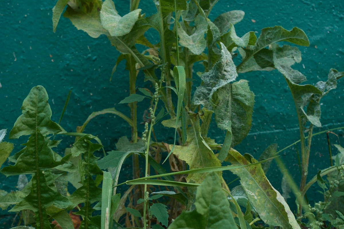 8-9/25. Иван Кобяков