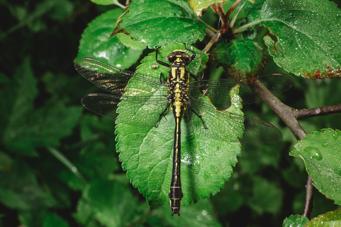 Съемка макро: личный опыт и полезные советы. Фотоцентр Перспектива: выпускные альбомы, фотошкола, курсы фотографии