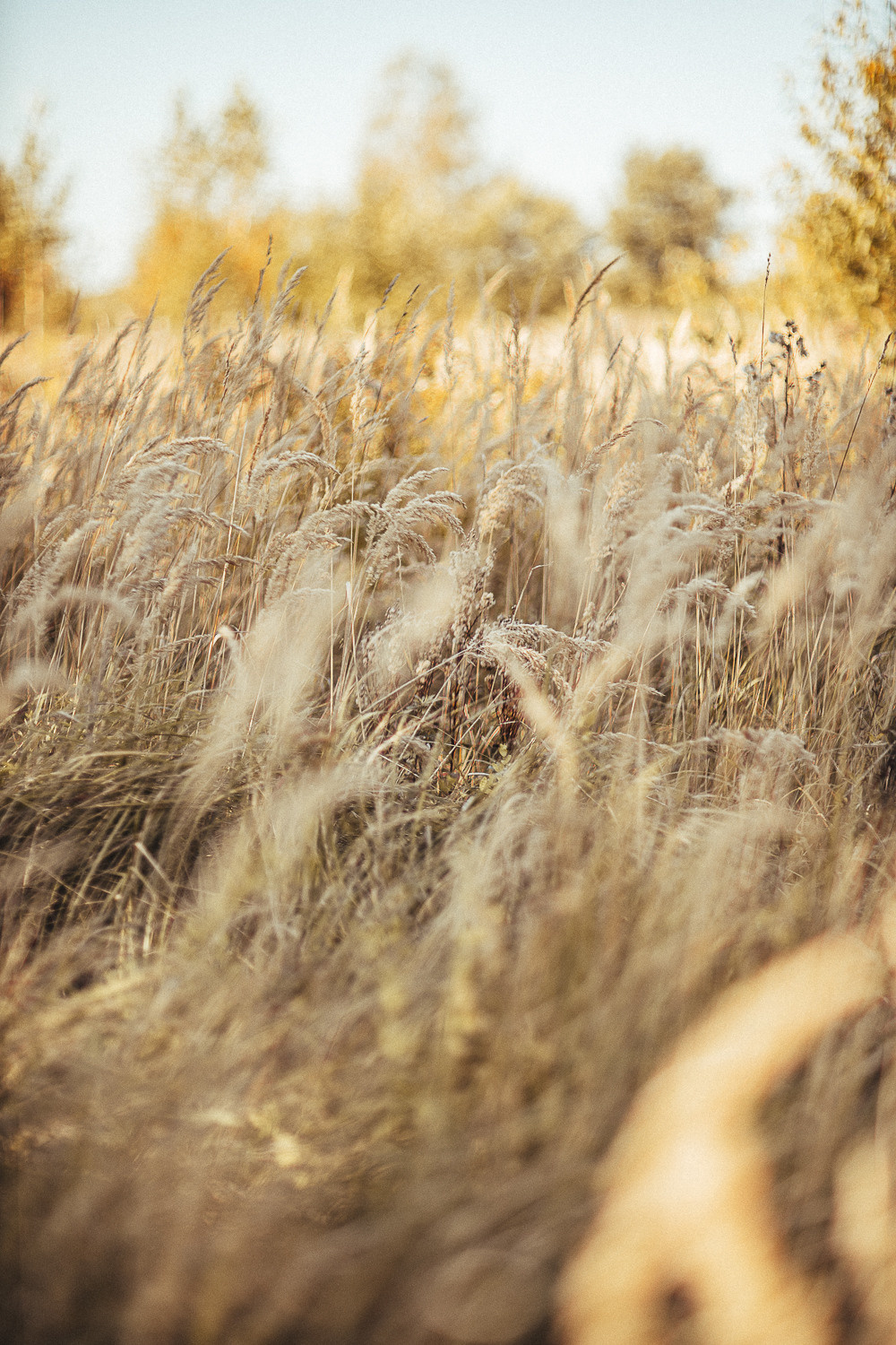 Летняя ностальгия. Света Полетаева Москва