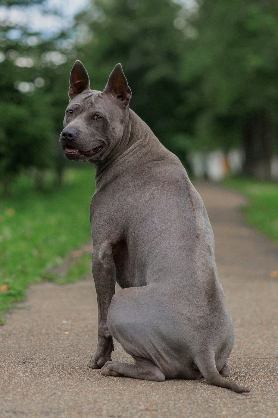 Разные красивые фотографии. Купить щенка Вельш-корги-кардиган в семейном питомнике — Ice Fantasy