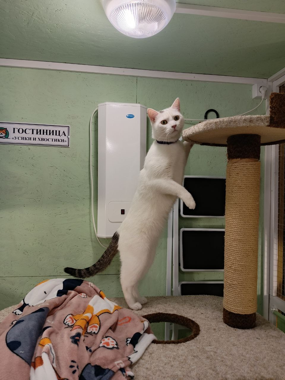 Бося — преображение скромника в активного парня. Гостиница для кошек Усики и хвостики, Красноярск