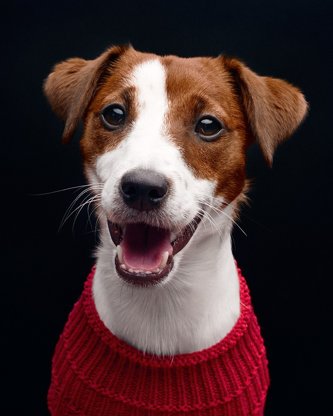 Съемка собаки породы Джек рассел терьер в фотостудии на черном фоне и с импульсным светом